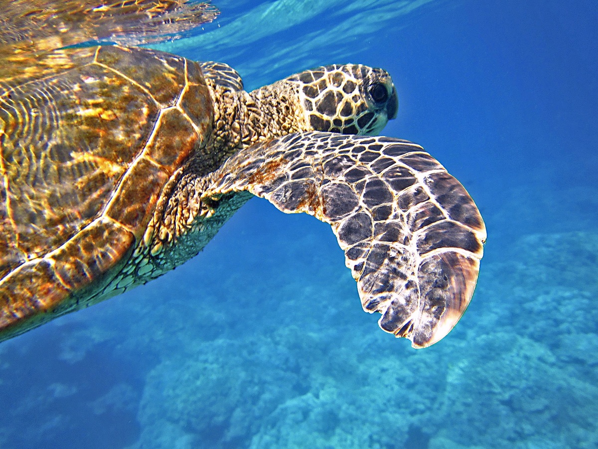 sea-underwater-tropical-sea turtle